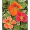 image:imageBurpee Alaska Mix Nasturtium Seeds 125 seeds125 Seeds