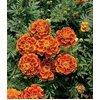 image:imageBurpee Queen Sofia Marigold Seeds 100 seedsQueen Sofia