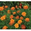 image:imageBurpee Queen Sofia Marigold Seeds 100 seedsQueen Sofia