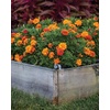 image:imageBurpee Triple Treat Marigold Seeds 50 seedsTriple Treat