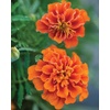 image:imageBurpee Triple Treat Marigold Seeds 50 seedsTriple Treat