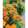 image:imageBurpee Triple Treat Marigold Seeds 50 seedsTriple Treat