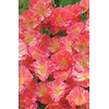 image:imageBurpee Watermelon Heaven Poppy Seeds 100 seeds