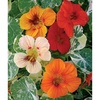 image:imageBurpee Alaska Mix Nasturtium Seeds 125 seeds125 Seeds