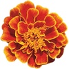 image:imageBurpee Queen Sofia Marigold Seeds 100 seedsQueen Sofia