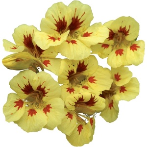 image:imageBurpee Peach Melba Nasturtium Seeds 50 seedsPeach Melba
