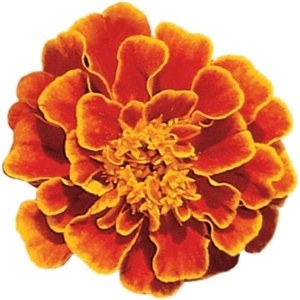 image:imageBurpee Queen Sofia Marigold Seeds 100 seedsQueen Sofia