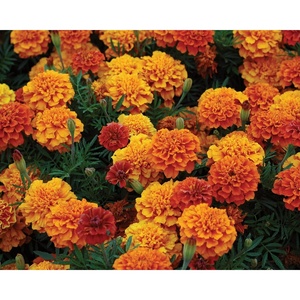 image:imageBurpee Triple Treat Marigold Seeds 50 seedsTriple Treat