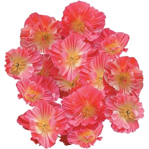 image:imageBurpee Watermelon Heaven Poppy Seeds 100 seeds