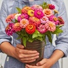 image:imageBurpee Cut amp Come Again Zinnia Flower Seeds  550mg NonGMO Flower Seed Packet for Home Gardening  Heirloom Cutting Garden Mixed Colors Annual Variety Pollinator FriendlyCut  Come Again Zinnia Seeds