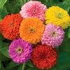 image:imageBurpee Cut amp Come Again Zinnia Flower Seeds  550mg NonGMO Flower Seed Packet for Home Gardening  Heirloom Cutting Garden Mixed Colors Annual Variety Pollinator FriendlyGiant Flowered Mixed Colors Zinnia Seeds