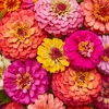 image:imageBurpee Cut amp Come Again Zinnia Flower Seeds  550mg NonGMO Flower Seed Packet for Home Gardening  Heirloom Cutting Garden Mixed Colors Annual Variety Pollinator FriendlyCut  Come Again Zinnia Seeds