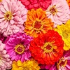 image:imageBurpee Cut amp Come Again Zinnia Flower Seeds  550mg NonGMO Flower Seed Packet for Home Gardening  Heirloom Cutting Garden Mixed Colors Annual Variety Pollinator FriendlyGiant Flowered Mixed Colors Zinnia Seeds