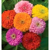 image:imageBurpee Giant Flowered Mixed Colors Zinnia Seeds 375 seeds