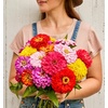 image:imageBurpee Giant Flowered Mixed Colors Zinnia Seeds 375 seeds