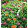image:imageBurpee Giant Flowered Mixed Colors Zinnia Seeds 375 seeds