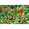 image:imageBurpee Jazzy Mix Zinnia Seeds 50 seeds