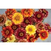 image:imageBurpee Jazzy Mix Zinnia Seeds 50 seeds