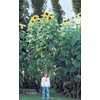 image:imageBurpee Kong Hybrid Sunflower Seeds 25 seedsAmerican Giants