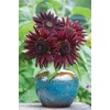 image:imageBurpee Kong Hybrid Sunflower Seeds 25 seedsChianti