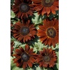 image:imageBurpee Kong Hybrid Sunflower Seeds 25 seedsChianti