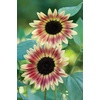 image:imageBurpee Kong Hybrid Sunflower Seeds 25 seedsStrawberry Blonde