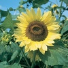 image:imageBurpee Lemon Queen Organic Sunflower Seeds 50 seedsLemon Queen