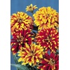 image:imageBurpee Old Mexico Zinnia Seeds 75 seedsOld Mexico