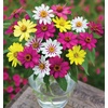 image:imageBurpee Raspberry Lemonade Mix Zinnia Seeds 25 seeds