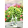 image:imageBurpee Tequila Lime Zinnia Seeds 50 seeds