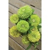 image:imageBurpee Tequila Lime Zinnia Seeds 50 seeds