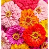 image:imageBurpee Giant Flowered Mixed Colors Zinnia Seeds 375 seeds