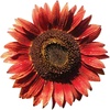 Chianti