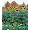 image:imageBurpee Kong Hybrid Sunflower Seeds 25 seedsSunforest