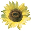 image:imageBurpee Lemon Queen Organic Sunflower Seeds 50 seedsLemon Queen