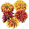 image:imageBurpee Old Mexico Zinnia Seeds 75 seedsOld Mexico