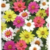 image:imageBurpee Raspberry Lemonade Mix Zinnia Seeds 25 seeds