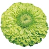 image:imageBurpee Tequila Lime Zinnia Seeds 50 seeds