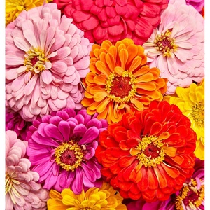 image:imageBurpee Giant Flowered Mixed Colors Zinnia Seeds 375 seeds