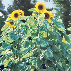 image:imageBurpee Kong Hybrid Sunflower Seeds 25 seedsAmerican Giants