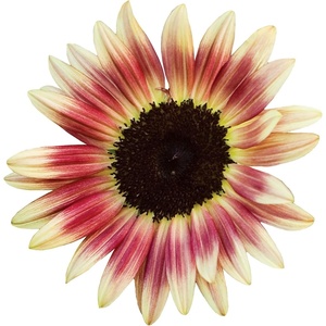 image:imageBurpee Kong Hybrid Sunflower Seeds 25 seedsStrawberry Blonde