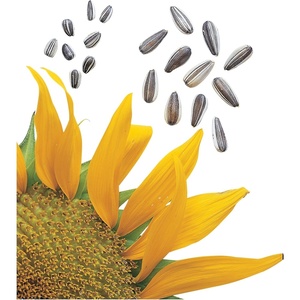 image:imageBurpee Kong Hybrid Sunflower Seeds 25 seedsSuper Snack