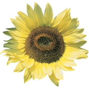 image:imageBurpee Lemon Queen Organic Sunflower Seeds 50 seedsLemon Queen
