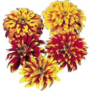 image:imageBurpee Old Mexico Zinnia Seeds 75 seedsOld Mexico