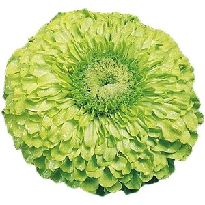 image:imageBurpee Tequila Lime Zinnia Seeds 50 seeds