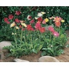 image:imageBurpee California Mixed Colors Gerbera Seeds 25 seeds