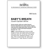 image:imageBurpee Covent Garden White Babys Breath Seeds 800 seeds