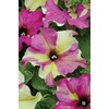 image:imageBurpee Fancy Dress Petunia Seeds 15 seeds
