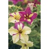 image:imageBurpee Fancy Dress Petunia Seeds 15 seeds