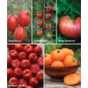 image:imageBurpee Garden Sown Flower Herb amp Vegetable 10 Packs of NonGMO Basil Lettuce Cucumber Radish Spinach Kale Zucchini Sunflower amp Marigold Seeds for PlantingBest 10 Tomato Collection